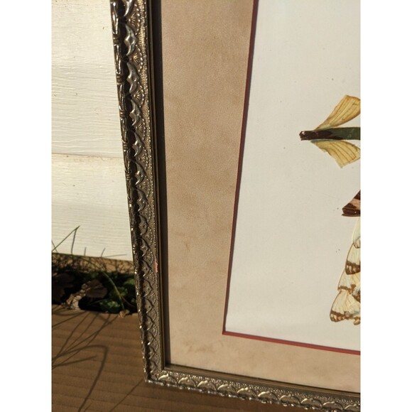 Vtg 70s Parrot Picture Handmade From Butterfly Wings African Art Framed W/Glass - Picture 7 of 10